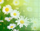 JWSS - Isfahan University of Technology